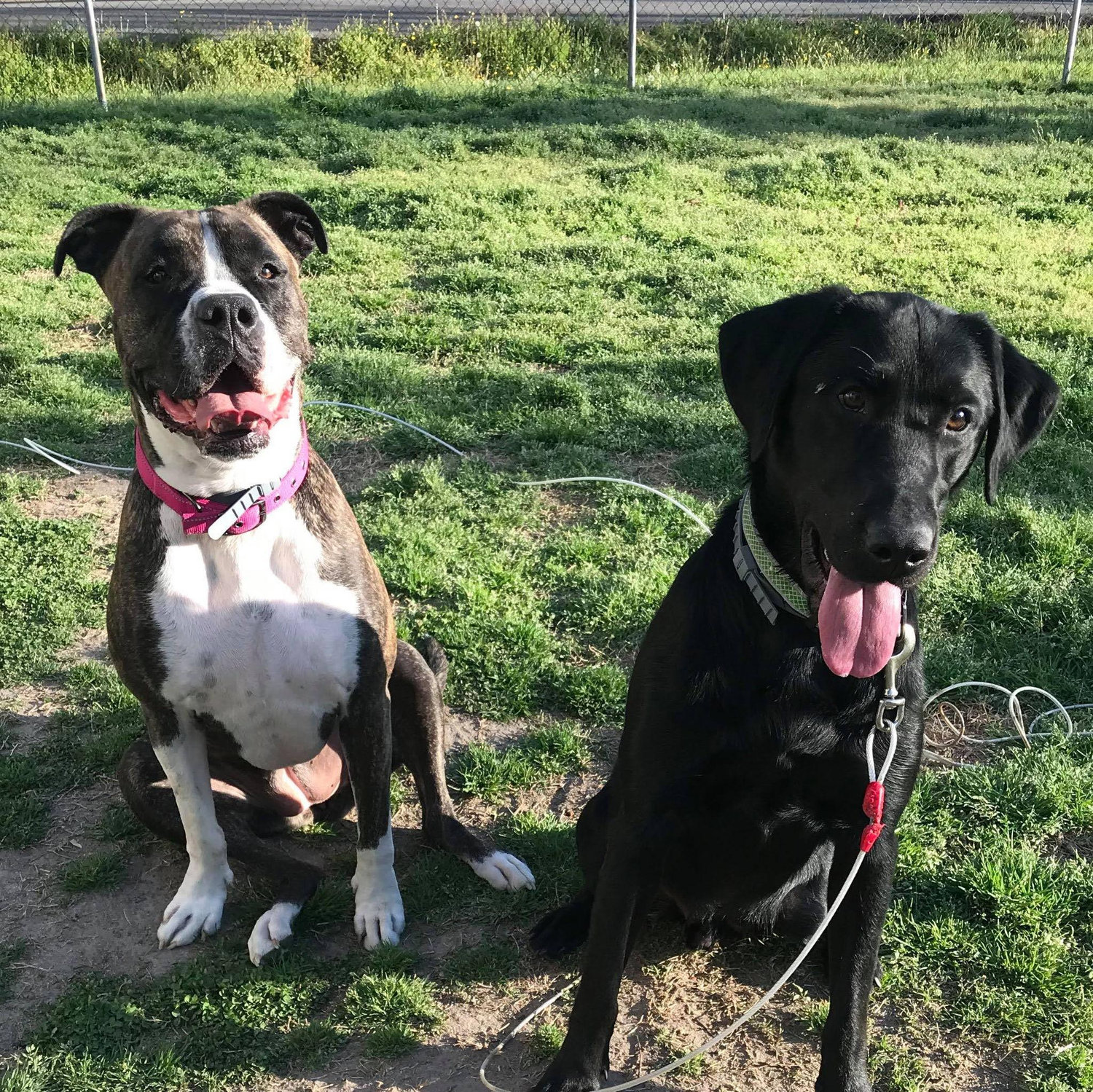 Thank you for helping our Mom & Dad celebrate their special day! - Cocoa & Kingsley