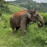 Elephant nature lovers park