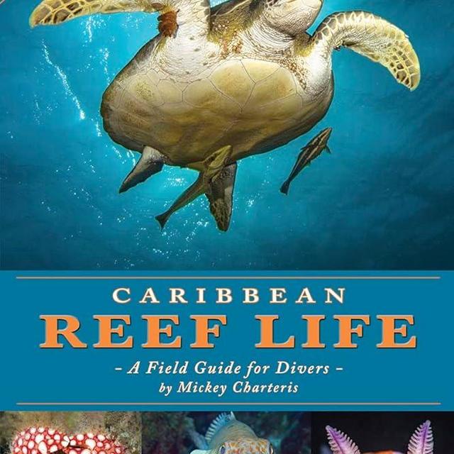 Caribbean Reef Life
