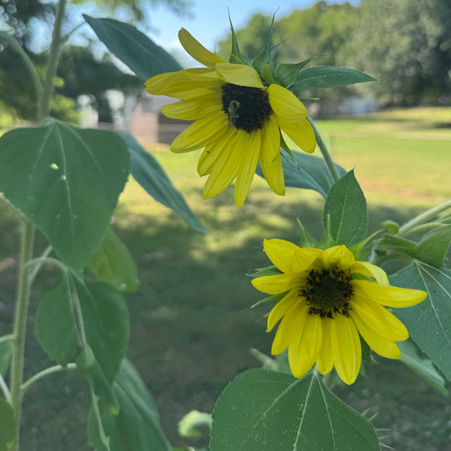 House & Garden Fund