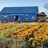 Arnosky Family Farm & Market