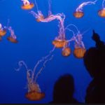 Monterey Bay Aquarium