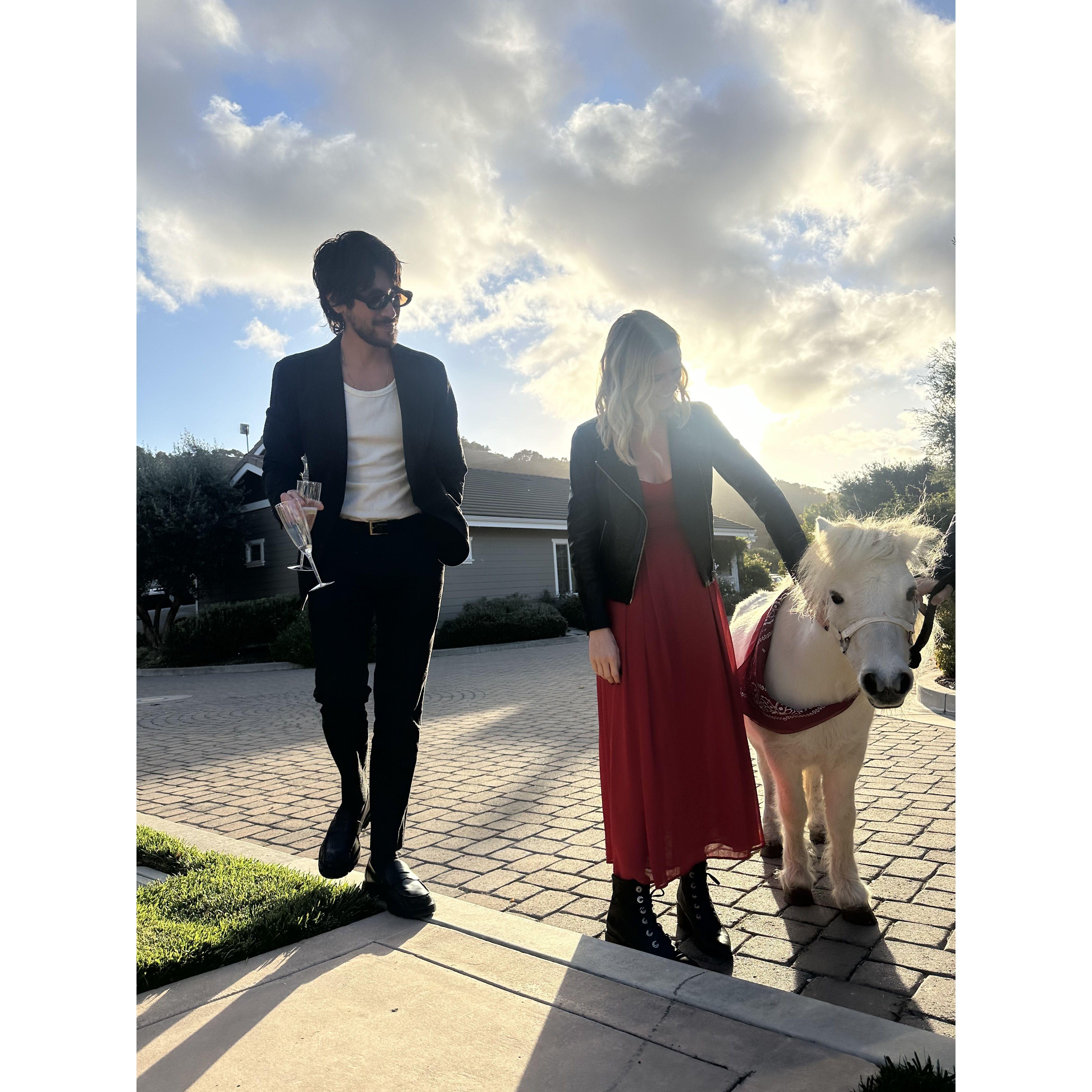 introducing Mick Jagger, the mini horse