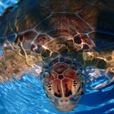 The Turtle Hospital