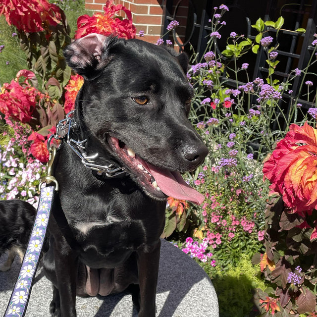 Luna’s Treat Fund