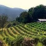 Currahee Vineyard & Winery