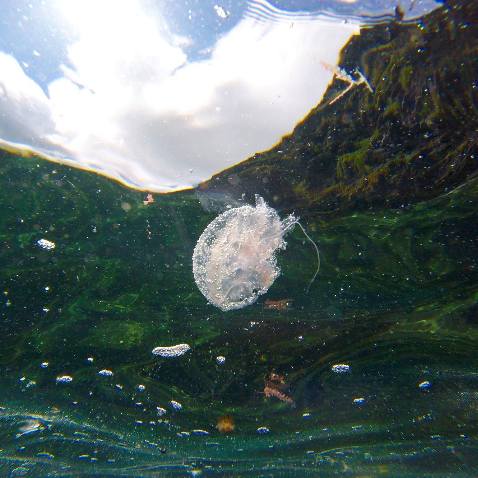 A jellyfish in Carapacho, Graçiosa.