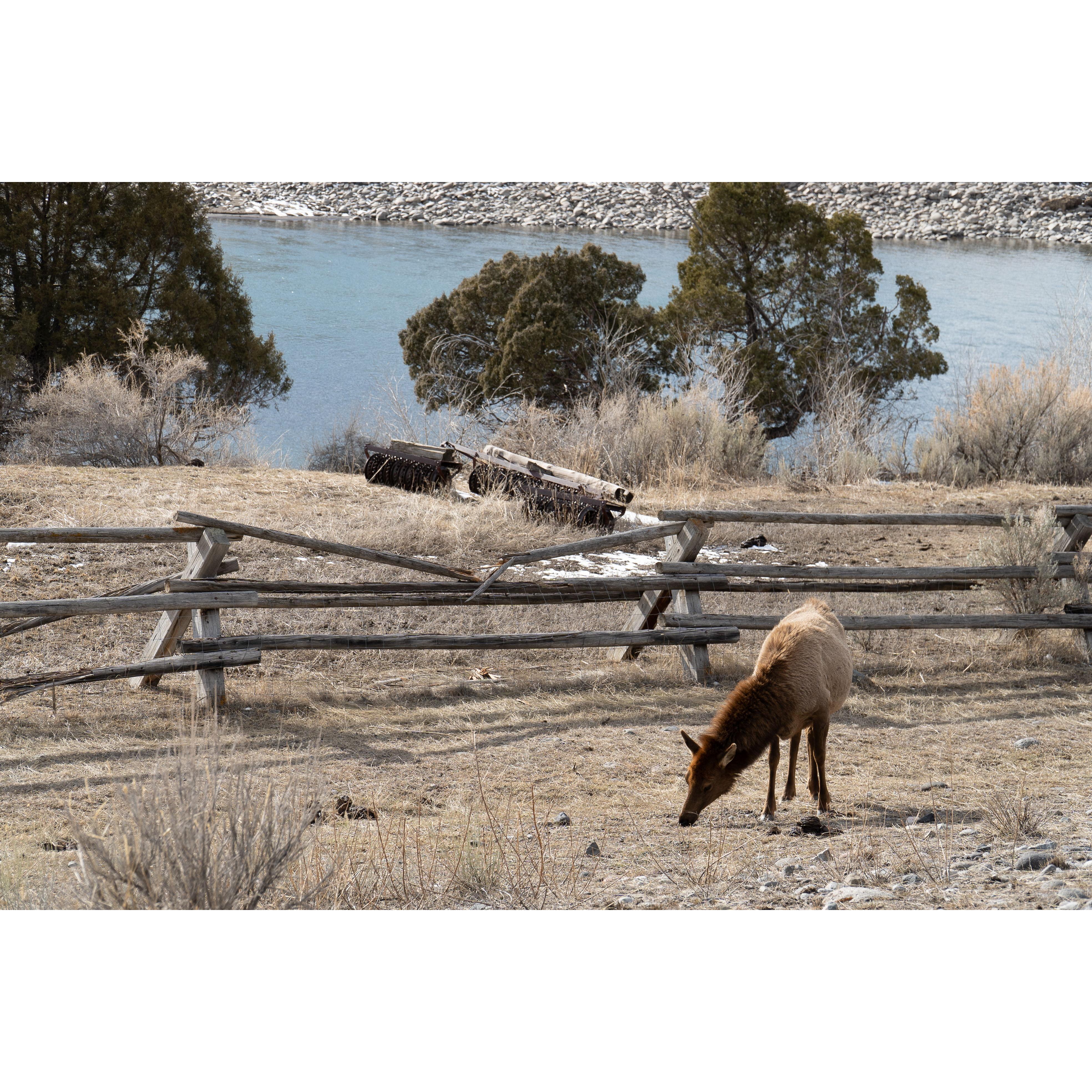 Elk on the drive to North Yellowstone