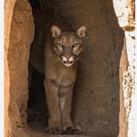 Arizona-Sonora Desert Museum