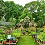 Peconic River Herb Farm