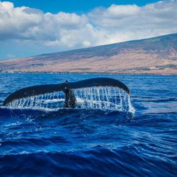 Whale Watching Tour on our Honeymoon