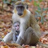 Barbados Small-Group or Private Monkey Feeding Experience