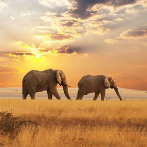 Our African Safari Honeymoon (Notre Lune de Miel en Afrique)