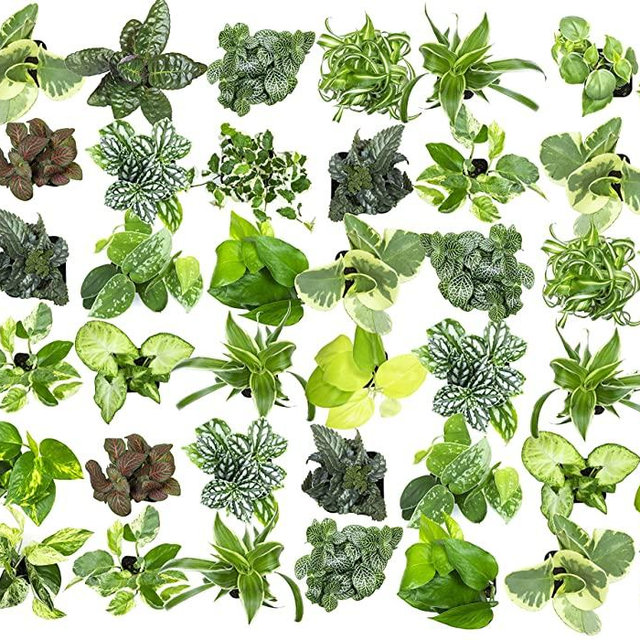 Easy to Grow Houseplants (48 Pack) Live House Plants in Plant Containers, Growers Choice Plant Set in Planters with Potting Soil Mix, Home Décor Planting Kit or Outdoor Garden Gifts by Plants for Pets