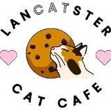 LanCATster Cat Cafe