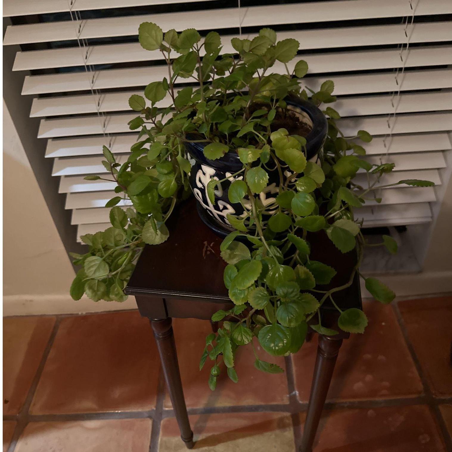 This is the plant today!