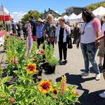 Proctor Farmers' Market