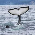 Kenai Fjords Tours