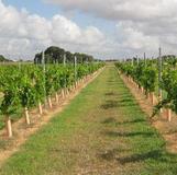 Naimoli Estate - Winery