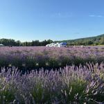 The Lavender Farm and Flower Market