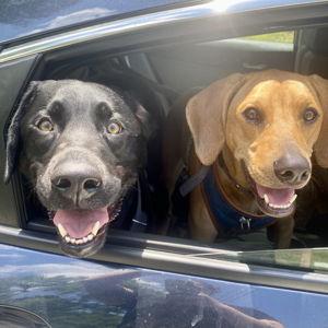 The Spoiled Pets Fund