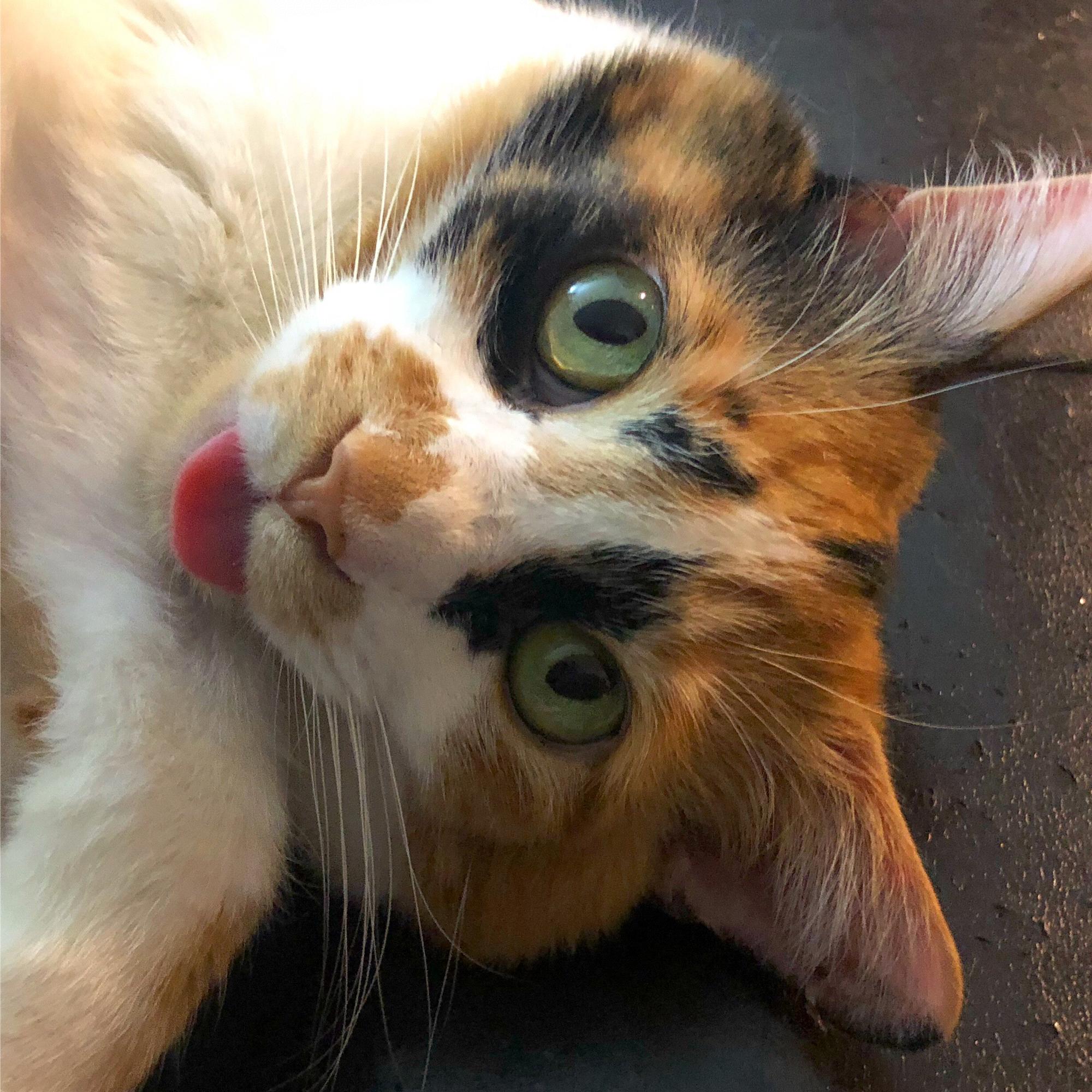 Lily - 2019 (and always)