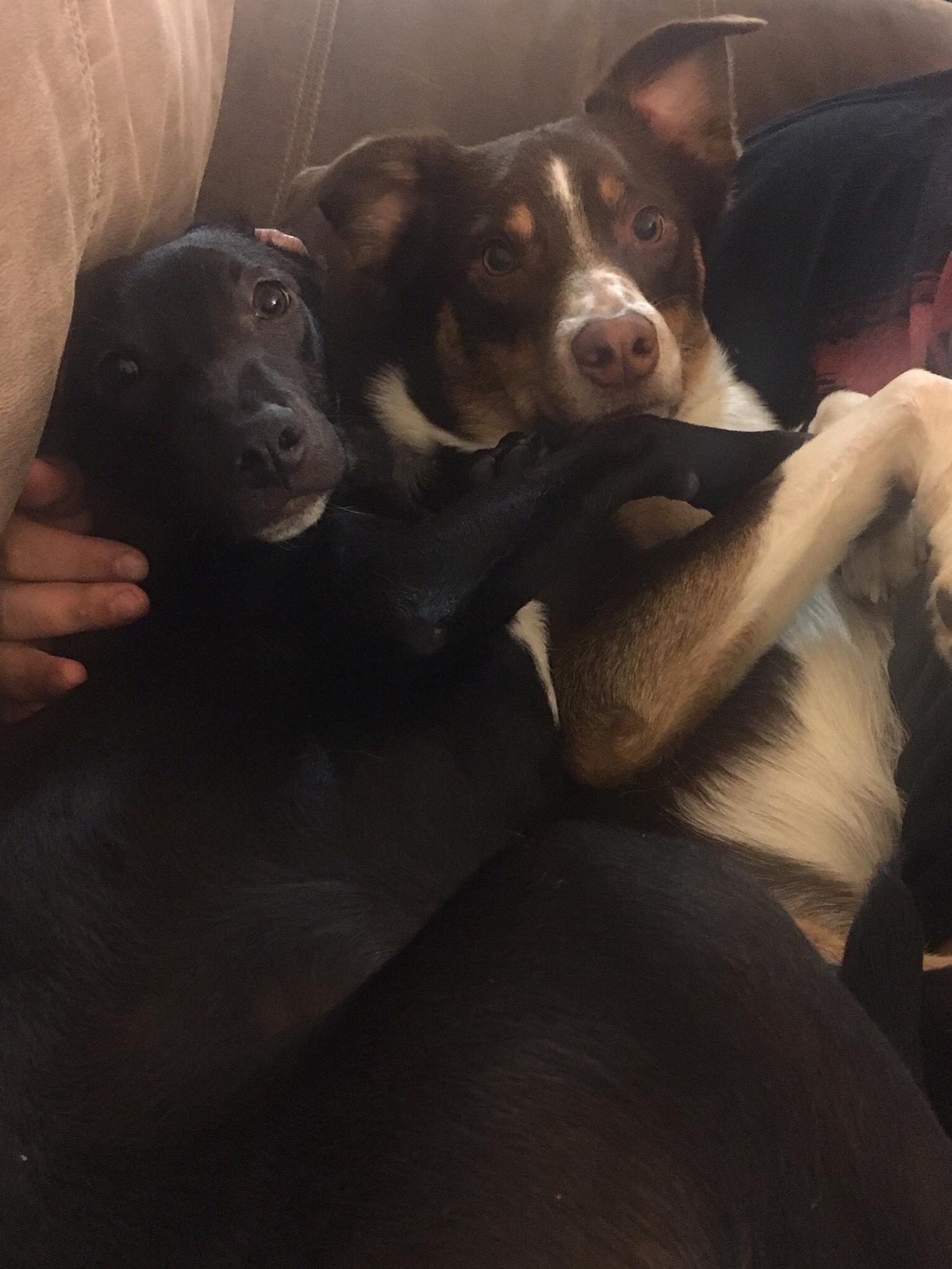 Photogenic Brothers