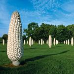 Field of Corn