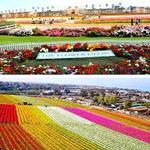 The Flower Fields