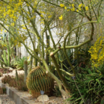 The Living Desert Zoo and Gardens