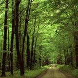 Allegheny National Forest