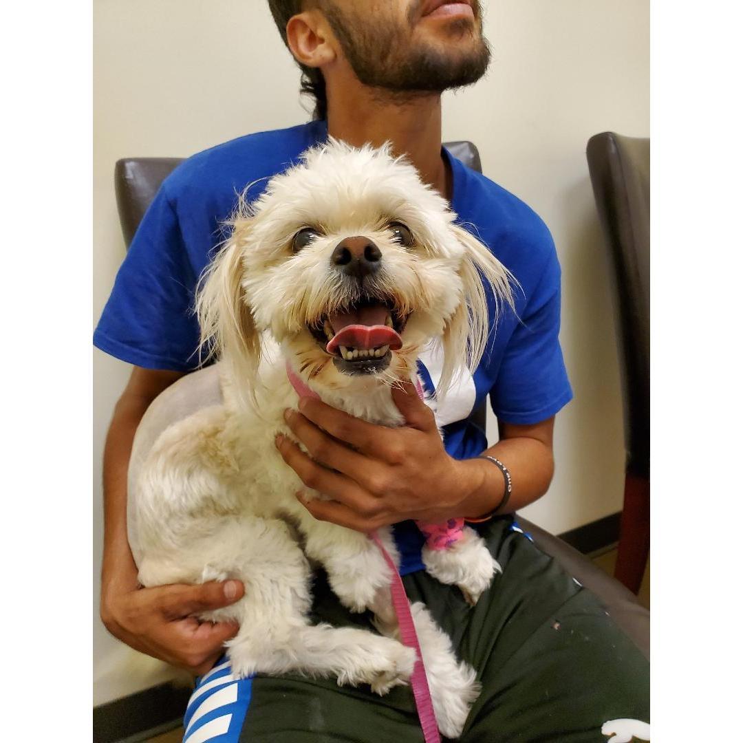 One of the hardest times in our lives, when our baby Zeus had back surgery. This is the day we finally got to bring him home from the hospital!