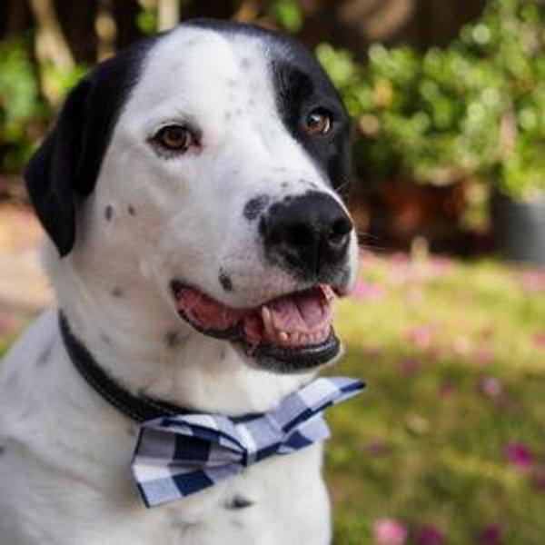 Hudson's Treat Fund