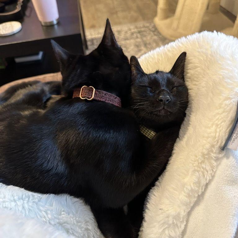 Figaro & Lady settling in to our apartment nicely