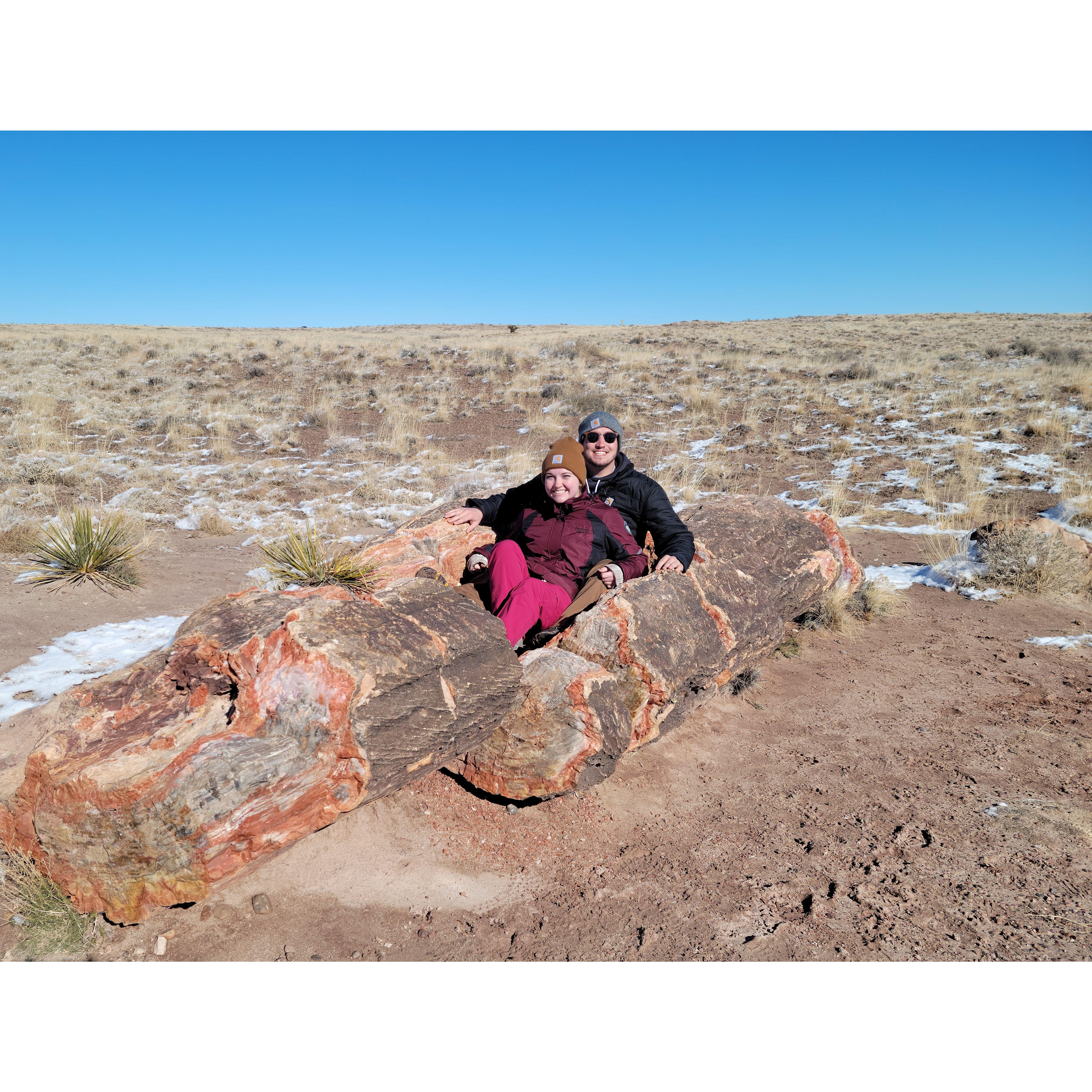 Petrified Forest National Park