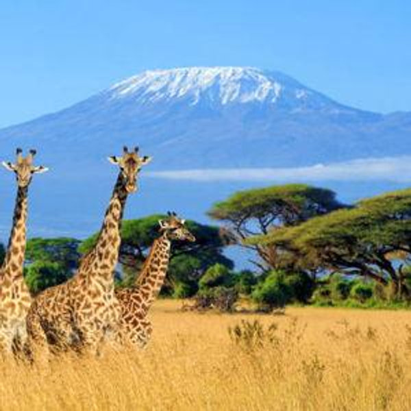 African Safari in Kenya