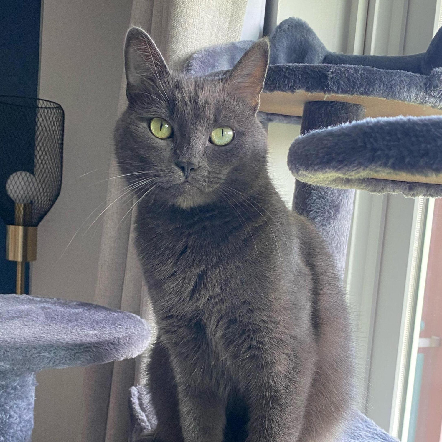We adopted Ollie in 2023