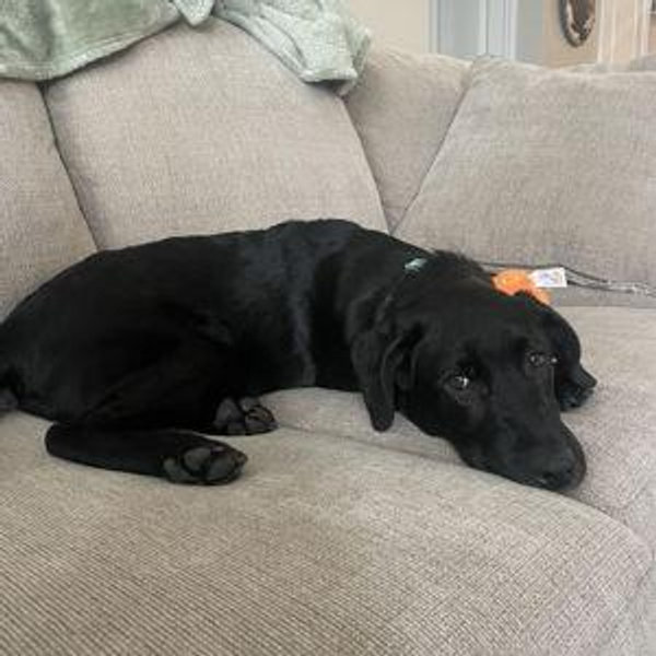 Millie Fund (Card)