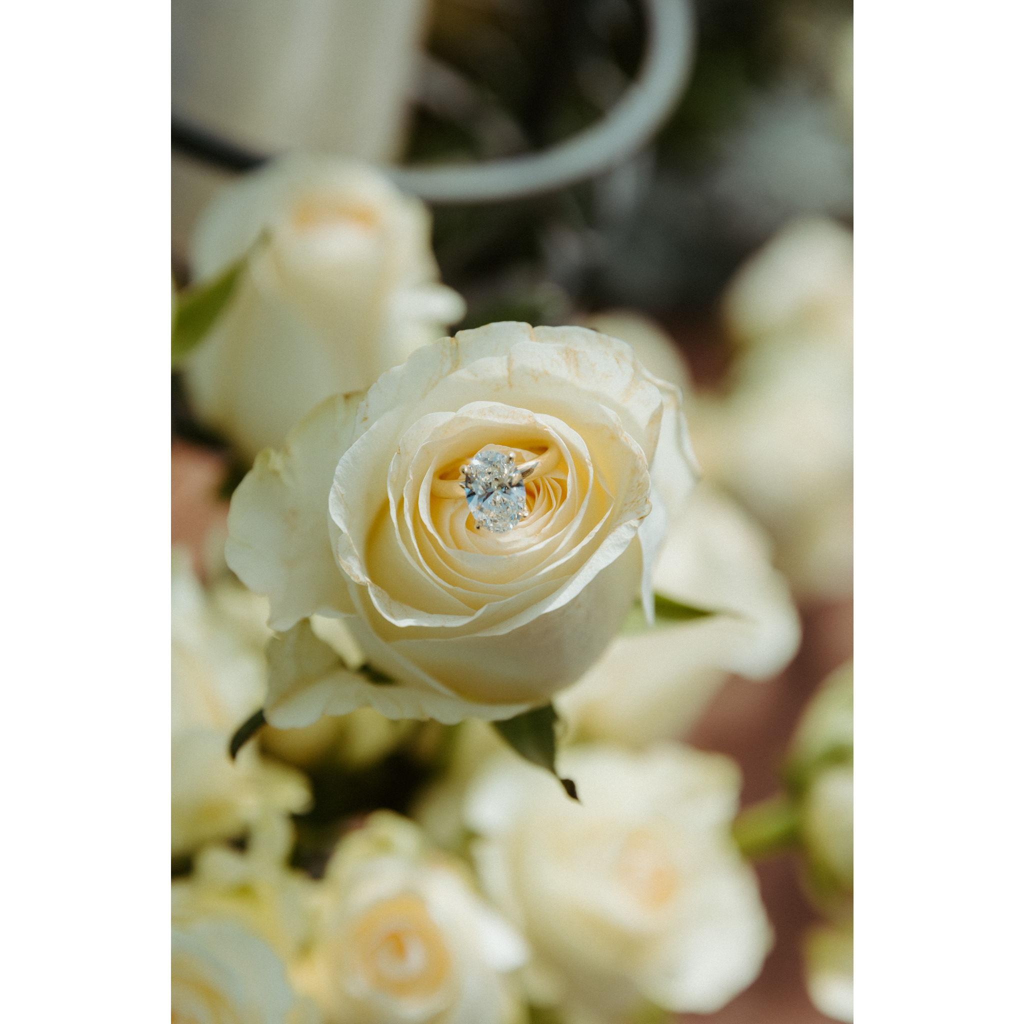 Here is a cool picture of the ring in one of the roses