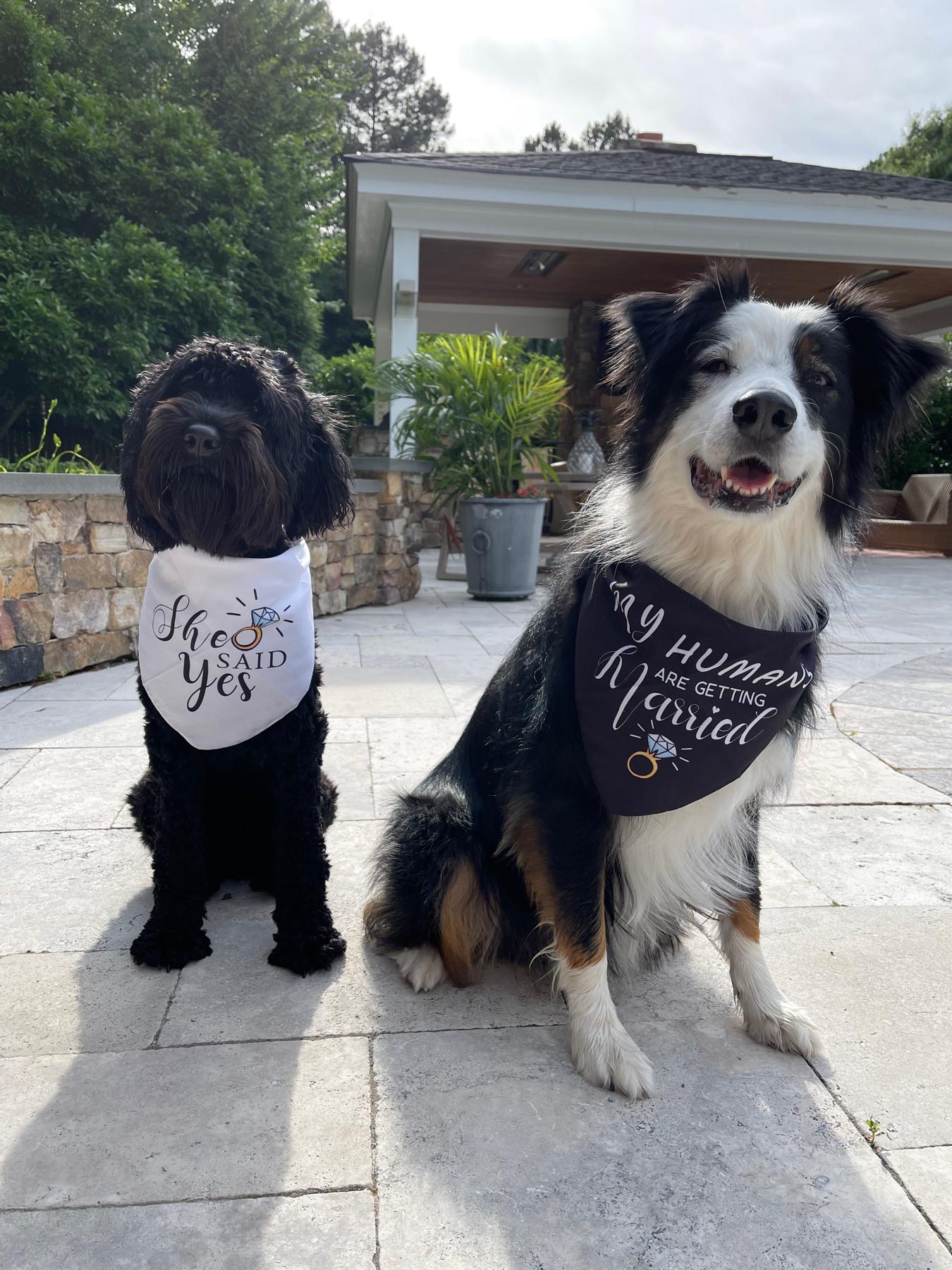 The pups approve.