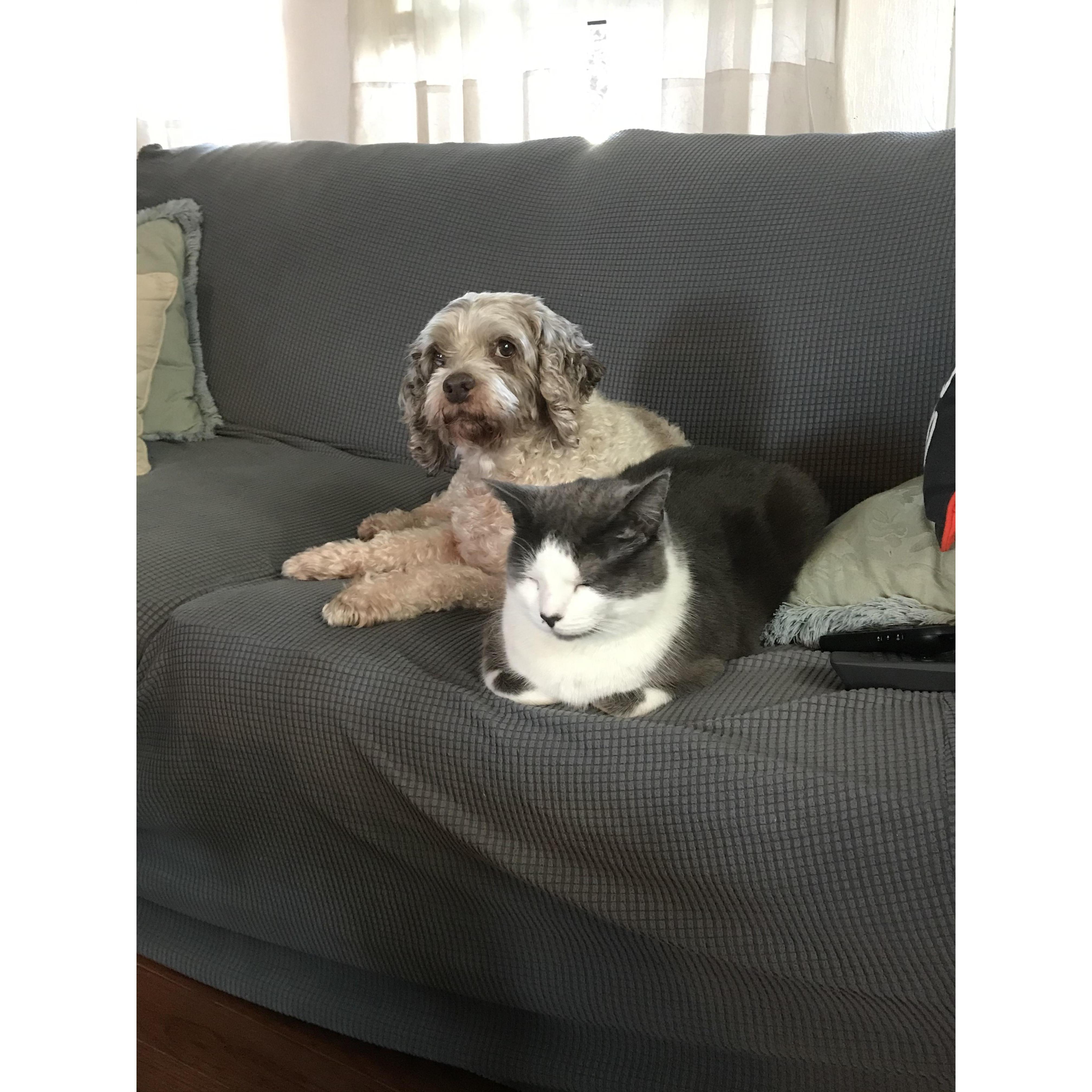 Our boys Moses and Socks.