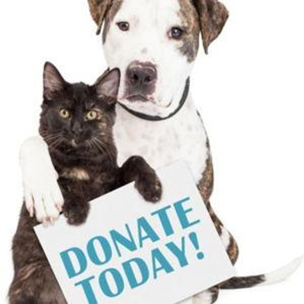 Animal Shelters and Rescue Donations