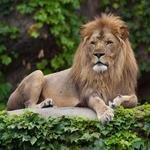 Lincoln Park Zoo