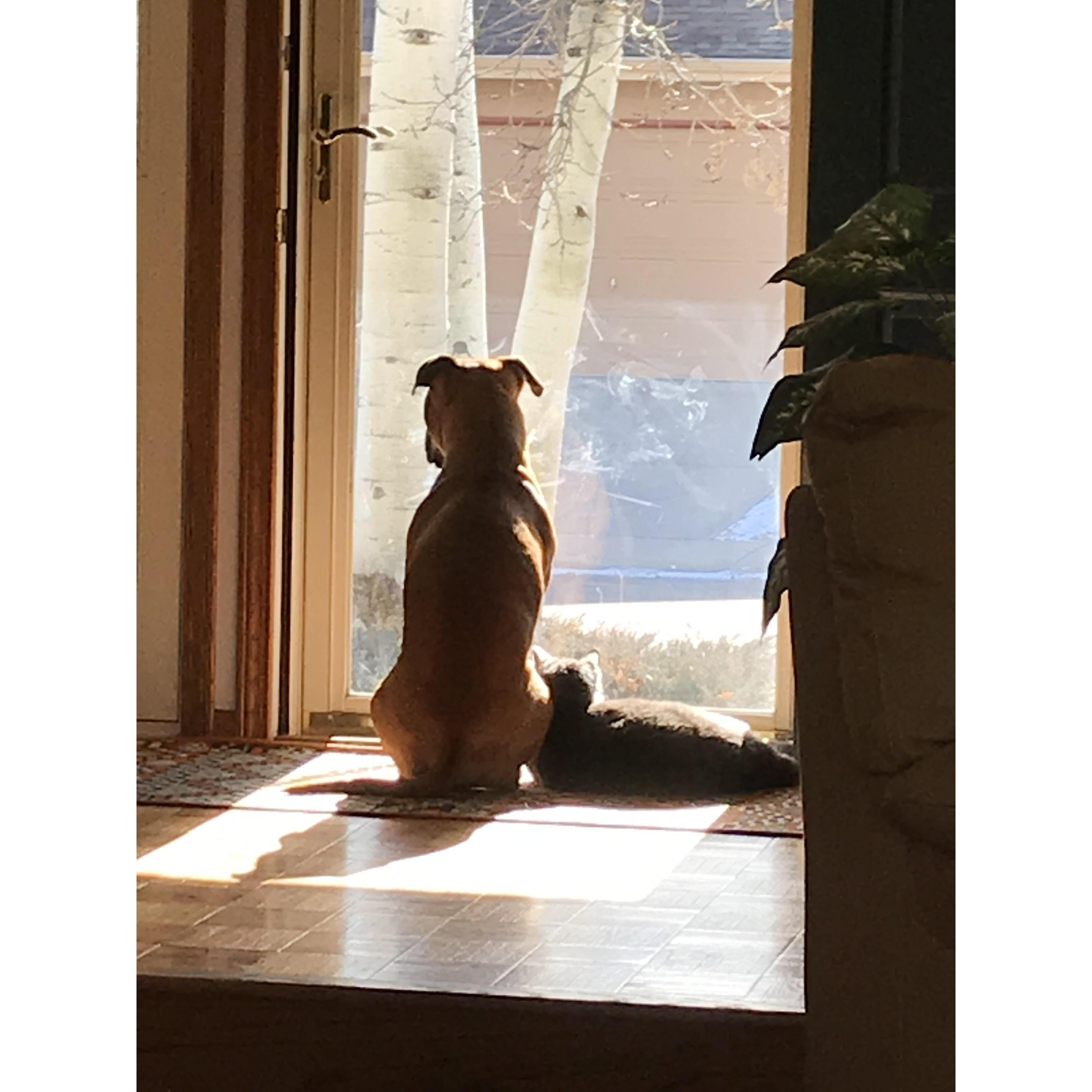 Our fur babies, Lou and Milo. Lou is now 6 years old and Milo lost his battle with kidney disease early summer 2021 but he was a very important part of our lives for 7 years