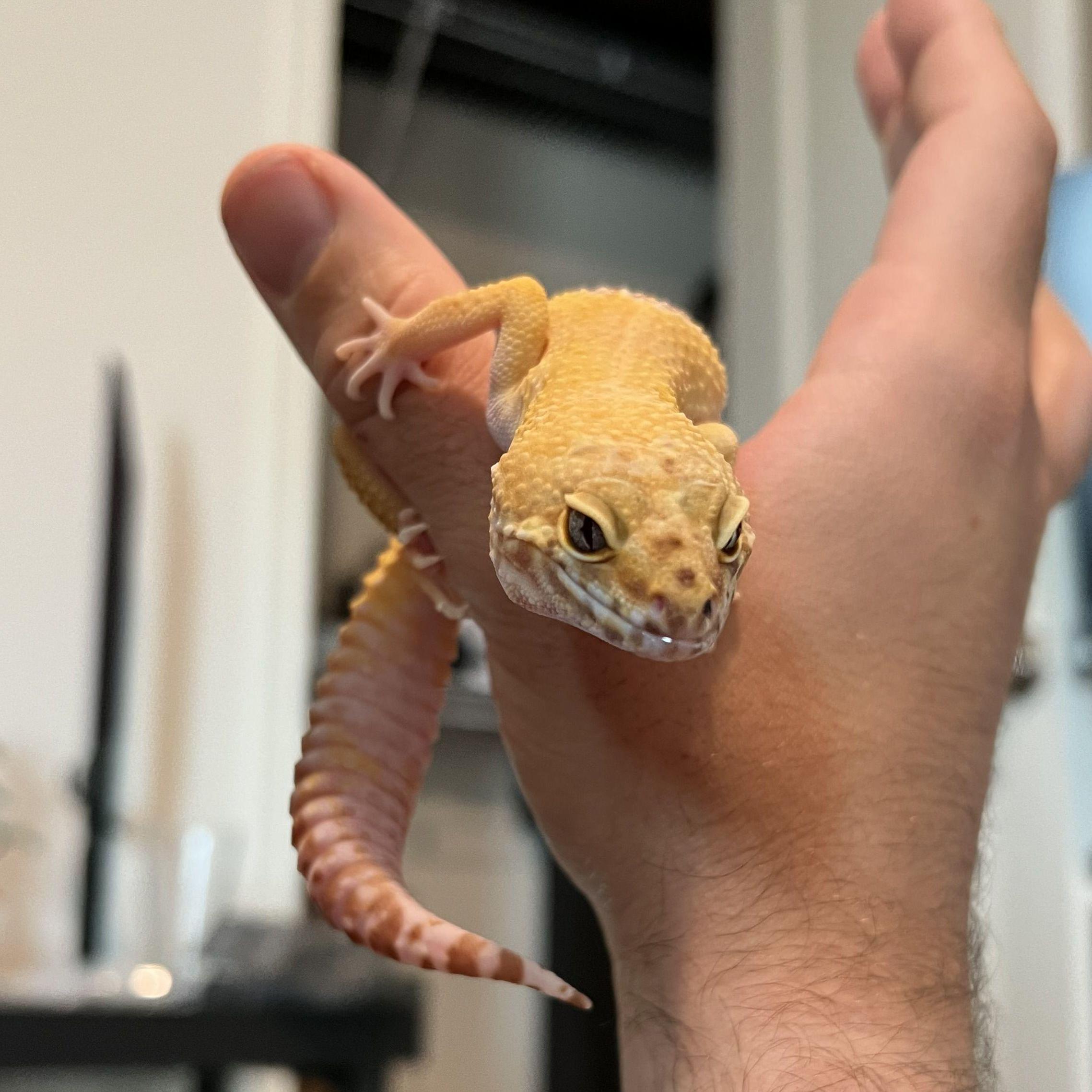 The next member of our family... Kioki, the leopard gecko