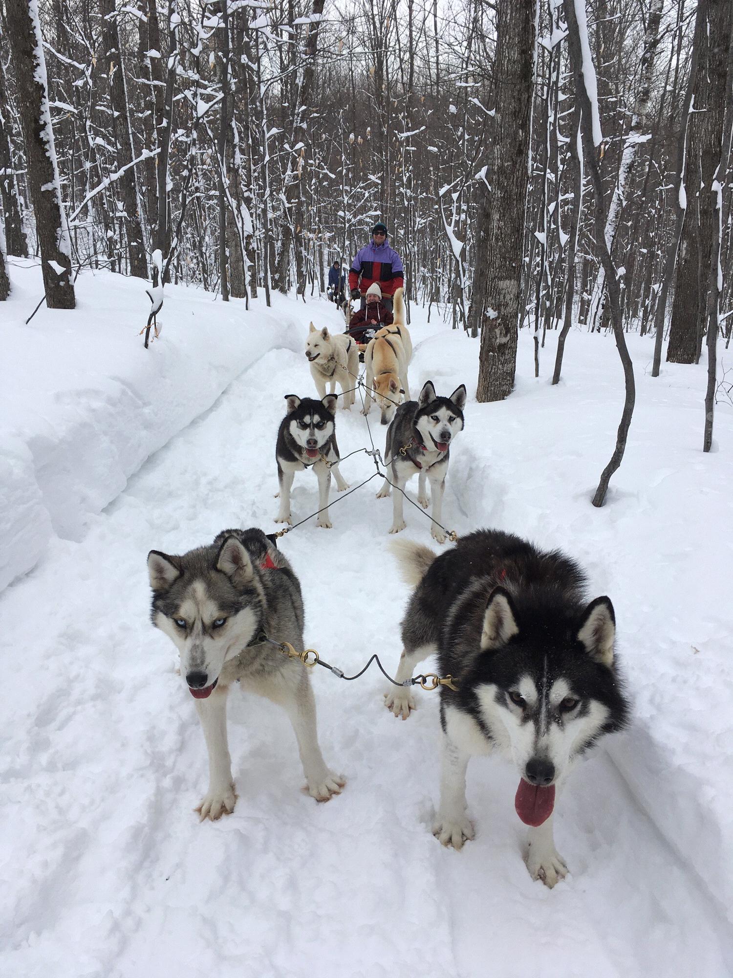 February 2020 - dog-sledding in Quebec, Canada