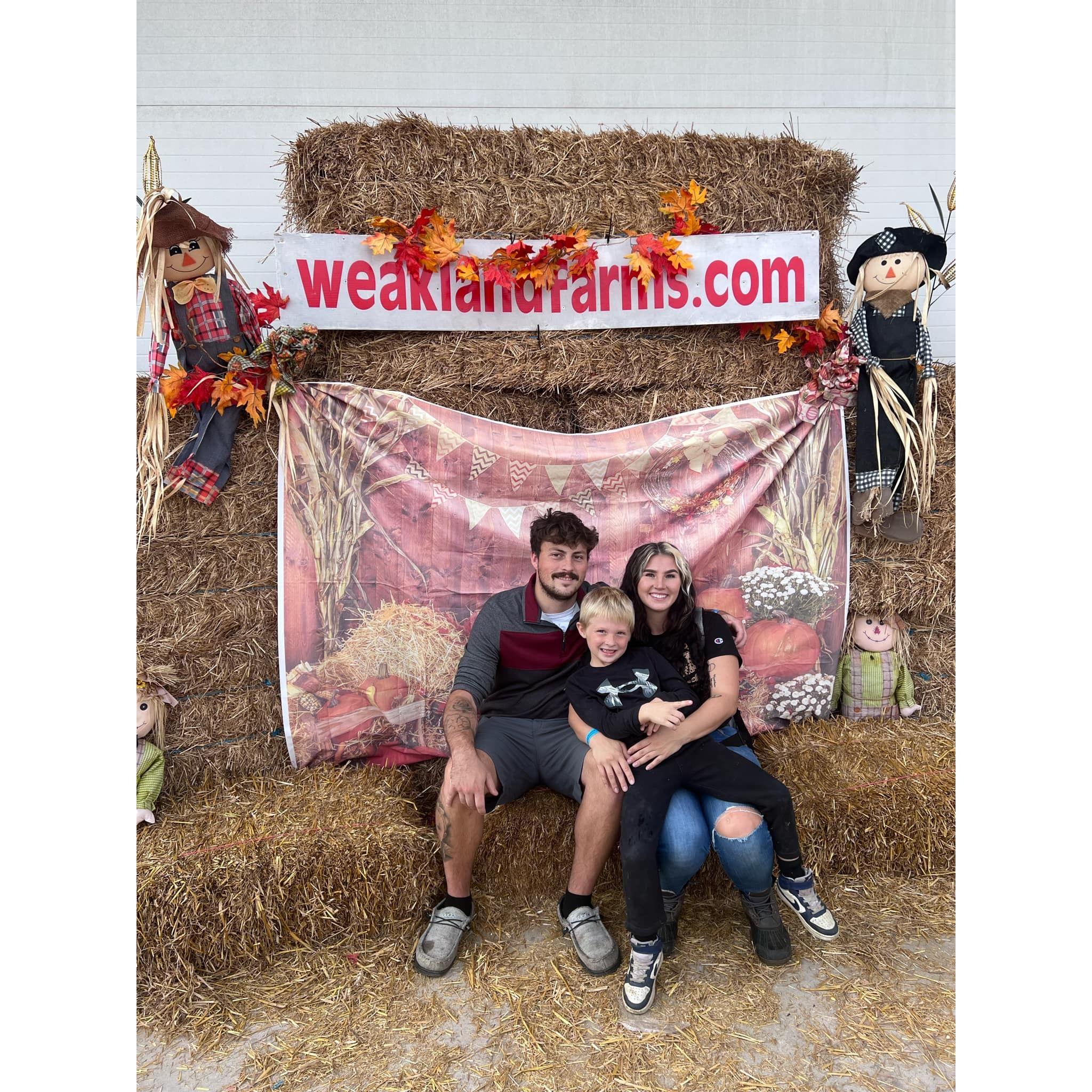 Pumpkin patch and corn maze