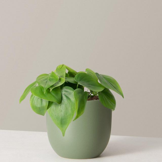 Philodendron Green