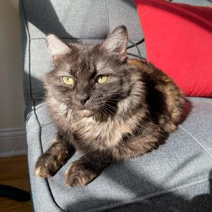 Year of Cat Supplies for Kumo