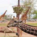 Phoenix Zoo